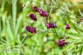 Fleurs sauvages