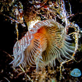 Serpule