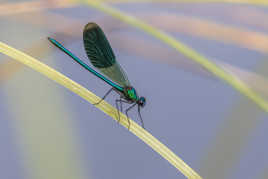 Calopteryx