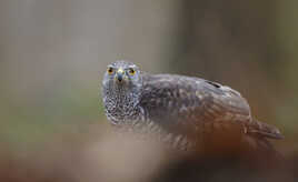 L'autour des palombes