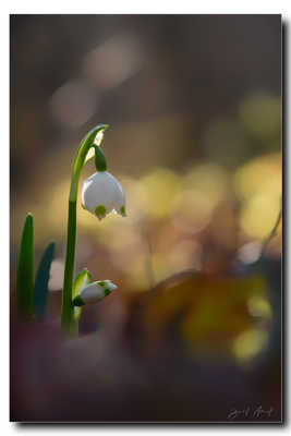 Sous la protection de maman