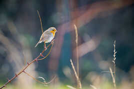 Même pas peur des ronces !