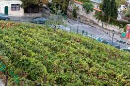 Vigne du Clos Montmartre