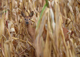 Mimetisme ton sur ton II