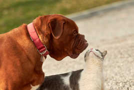 Ils s'aiment vraiment!!