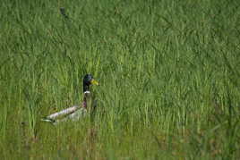 Colvert dans le vert