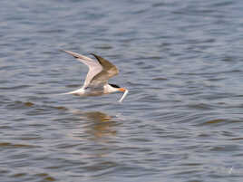 le déjeuner arrive !