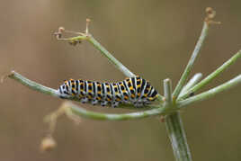 Futur papillon (Machaon )