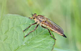 Asilidae aux pattes noires