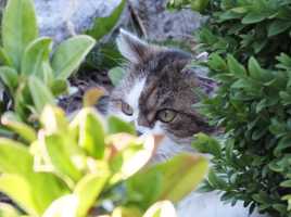 L'espion aux pattes de velours