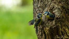 Les petits ne vont pas tarder.....