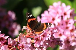 1er  papillon de l'année