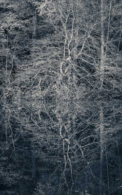 Narcissisme Sylvestre