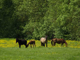 Chevaux dans le marais poitevin