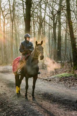 Un cheval dans la brume