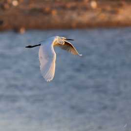 Vol au soleil couchant