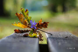 feuille fleur banc automne