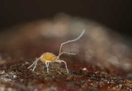 Le Linopode a perdu une patte!