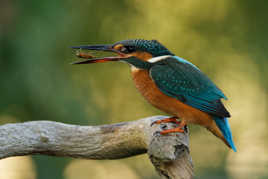 martin pêcheur avec un notonecte (bon appétit)