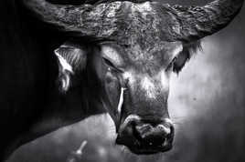 l'oiseau et le boeuf