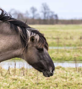 drunken horse