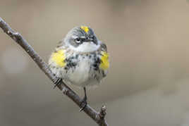 Paruline à croupion jaune