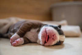 la fille à son père