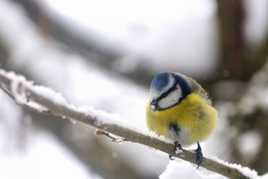 Brrr! Vivement l'été!