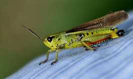 Criquet ensanglanté