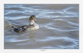 Enervé le Grèbe a cou noir