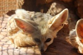 Je suis un fennec !