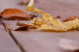 Feuilles mortes en automne