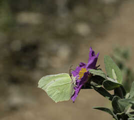 PAPILLON CITRON