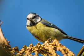 Mésange charbonnière