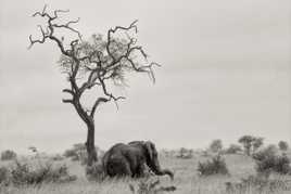 L'arbre et l'éléphant