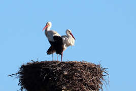 Allez, arrêtes de bouder !