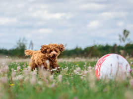 Une peluche qui joue au foot !