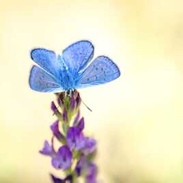 Sweet spring