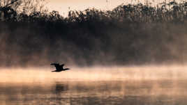 Et venant de nulle part surgit un cormoran noir…