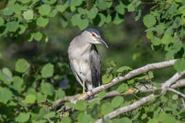 Bihoreau gris sur son perchoir