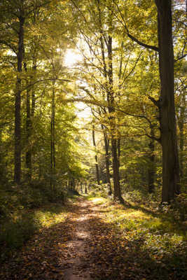 Balade en Foret