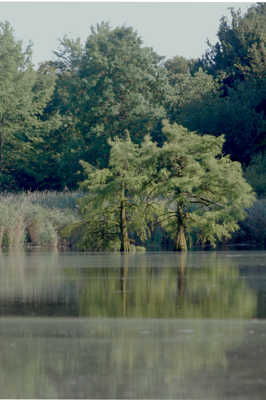 cedres dans l'eau