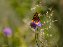 Tout en délicatesse