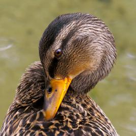 Ben quoi ! Ça me chatouille