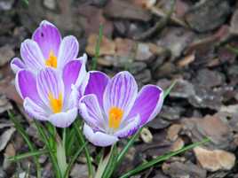 crocus