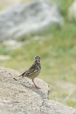 Pipit