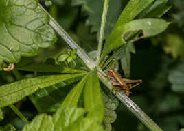 Sauterelle en diagonale