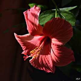 Hibiscus