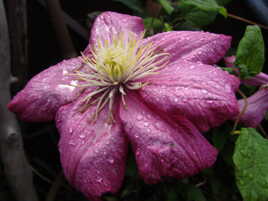 Écrasée de pluie