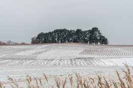 Vignes enneigée